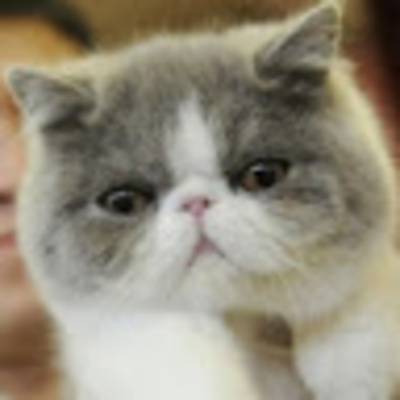 Meet your Posher, Danielle - Picture 1 of 1